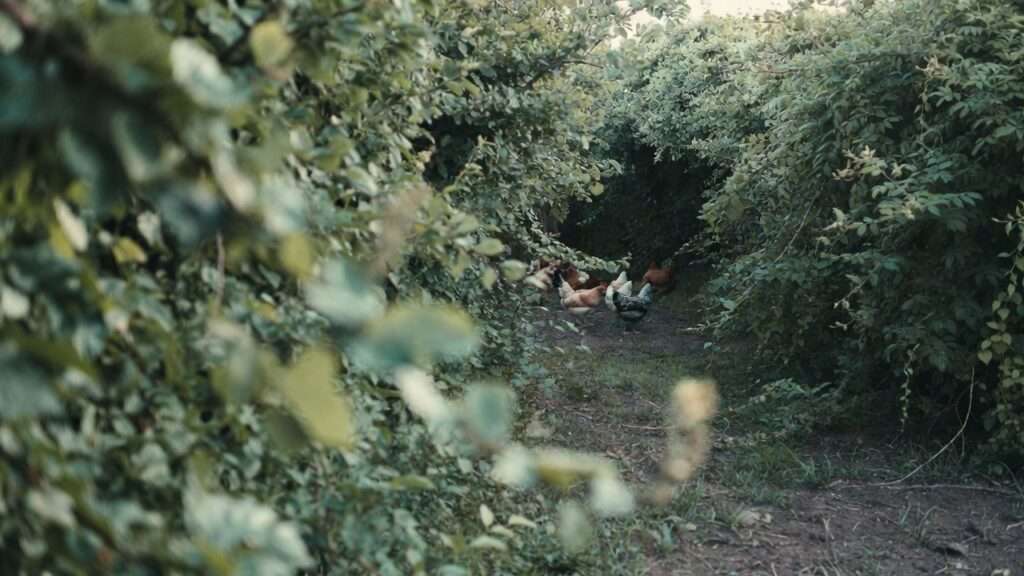 Living thorny hedgerow fence in permaculture design for natural protection of chickens from coyotes foxes and dogs