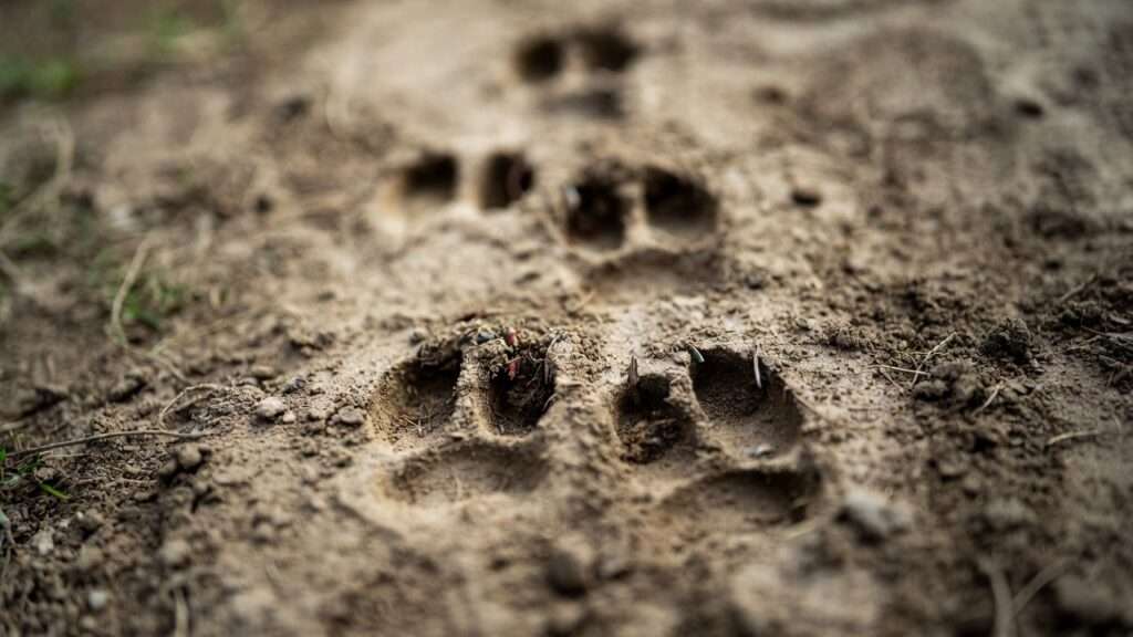Red fox paw prints in dirt trail for identifying chicken coop predators