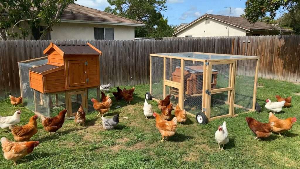 Hybrid mobile and permanent chicken coop setup in suburban backyard for optimal yard health and security