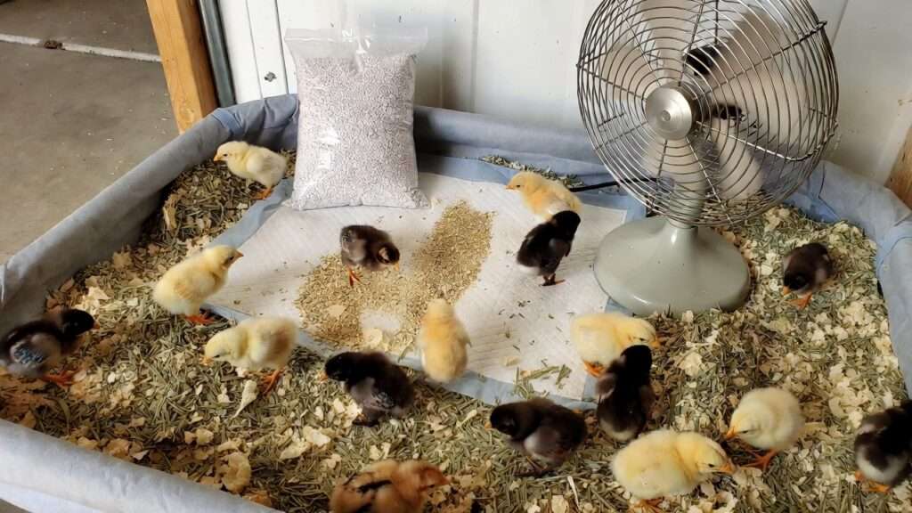 Indoor chick brooder cleaning and hygiene with fresh bedding, ventilation fan, and odor control for humid climates