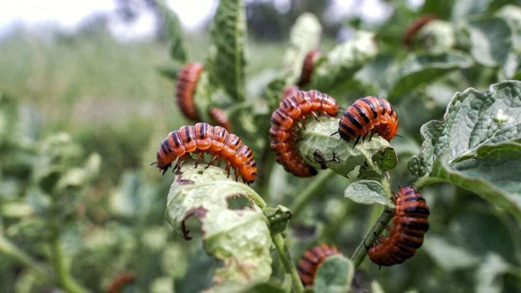 Red Colorado potato beetle larvae damaging potato leaves, most destructive stage in garden.