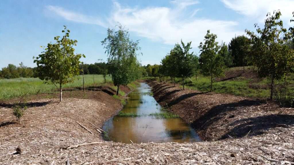 Elderberry shrub with ripe berries in heavy clay permaculture planting