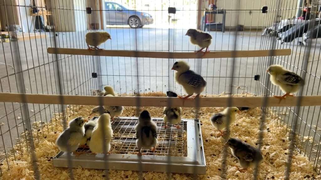 Growing chicks in expanded indoor brooder playpen with perches and heat plate for healthy development weeks 3-8