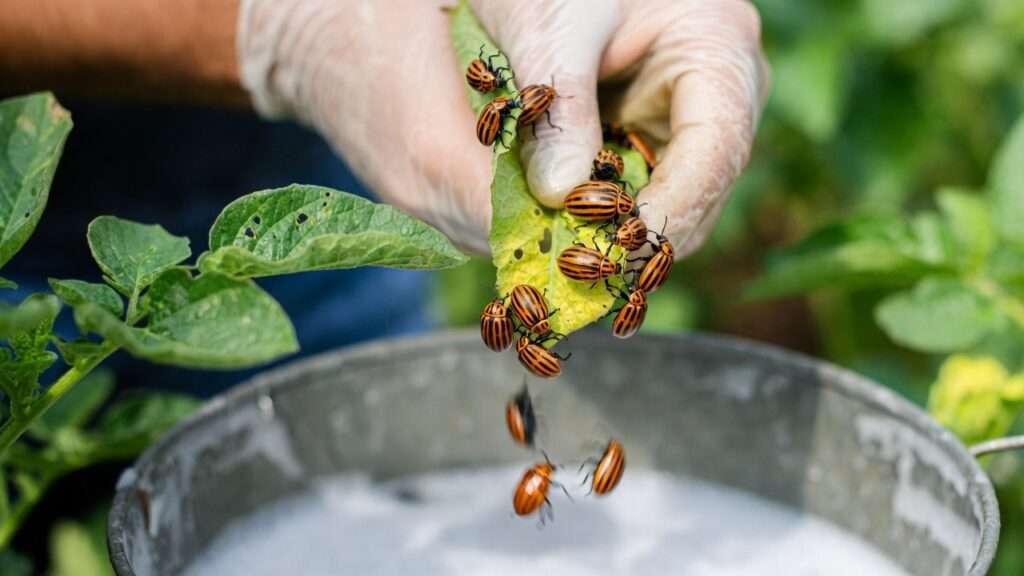 Handpicking Colorado potato beetles into soapy water, effective natural control method for potato pests.