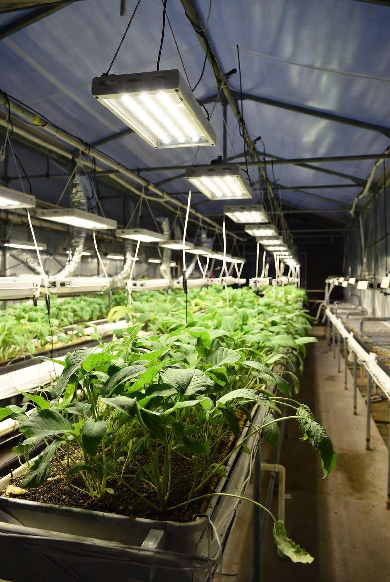 Running Grow Lights Without Exploding Your Power Bill