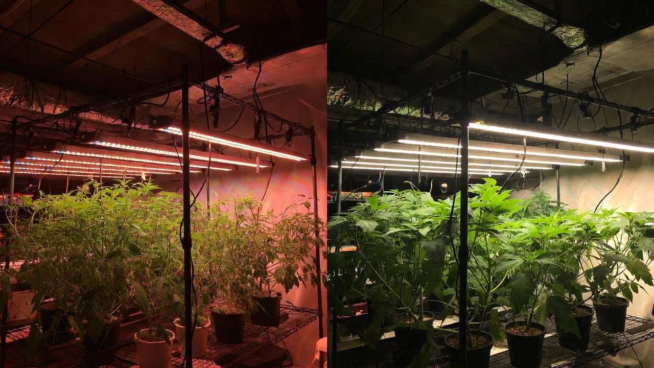 Red/Blue vs Full-Spectrum Grow Lights