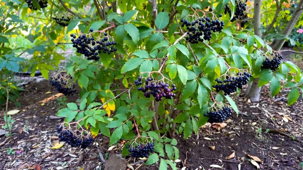 Permaculture swale with native trees and shrubs for managing wet heavy clay soil