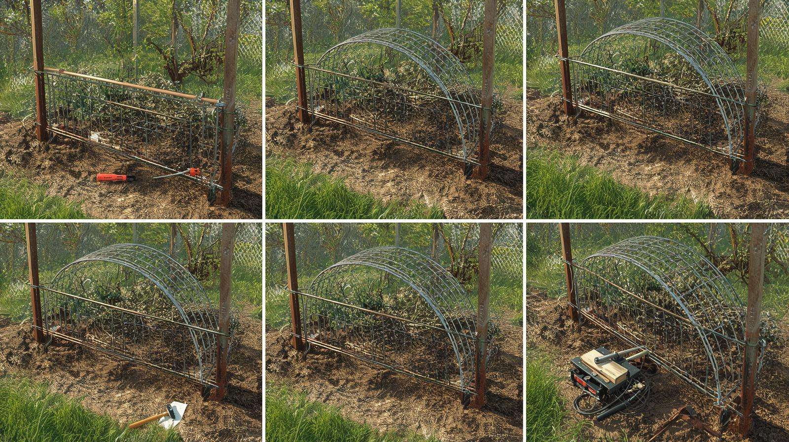 DIY cattle panel arch build – upgrading when climbing plants outgrow their trellis