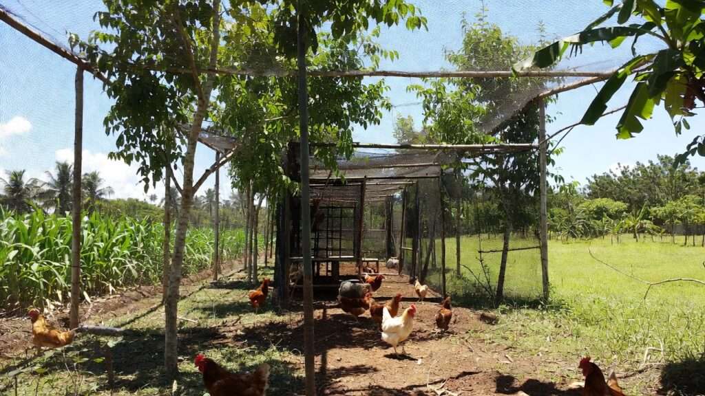 Integrated chicken coop with shade trees in sustainable hot-climate farm for natural heat protection.