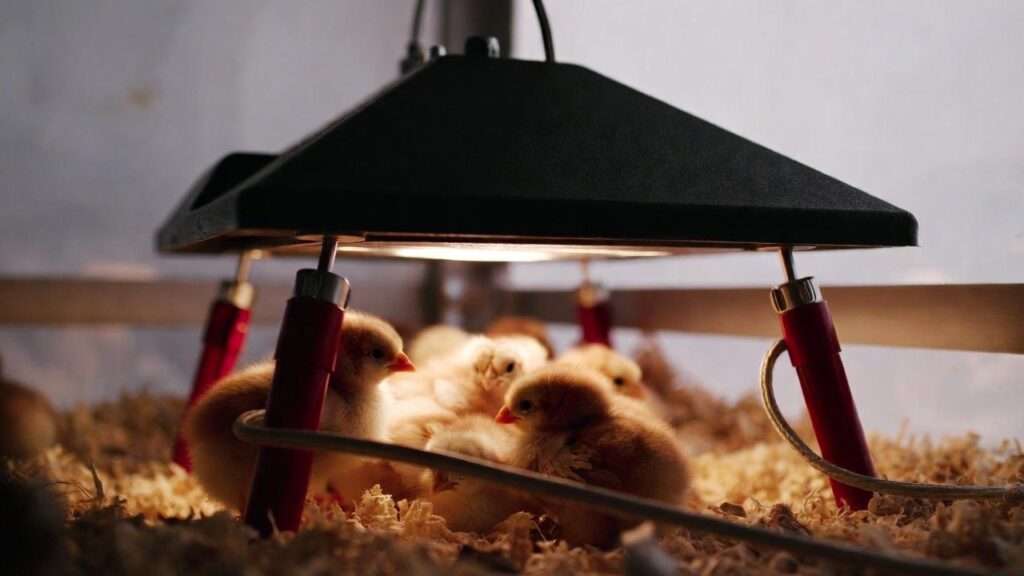 Safe radiant heat plate for indoor chick brooding preventing fire risks compared to traditional heat lamps