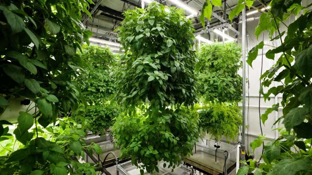 Real-world commercial vertical farming setup producing fresh Mexican herbs sustainably