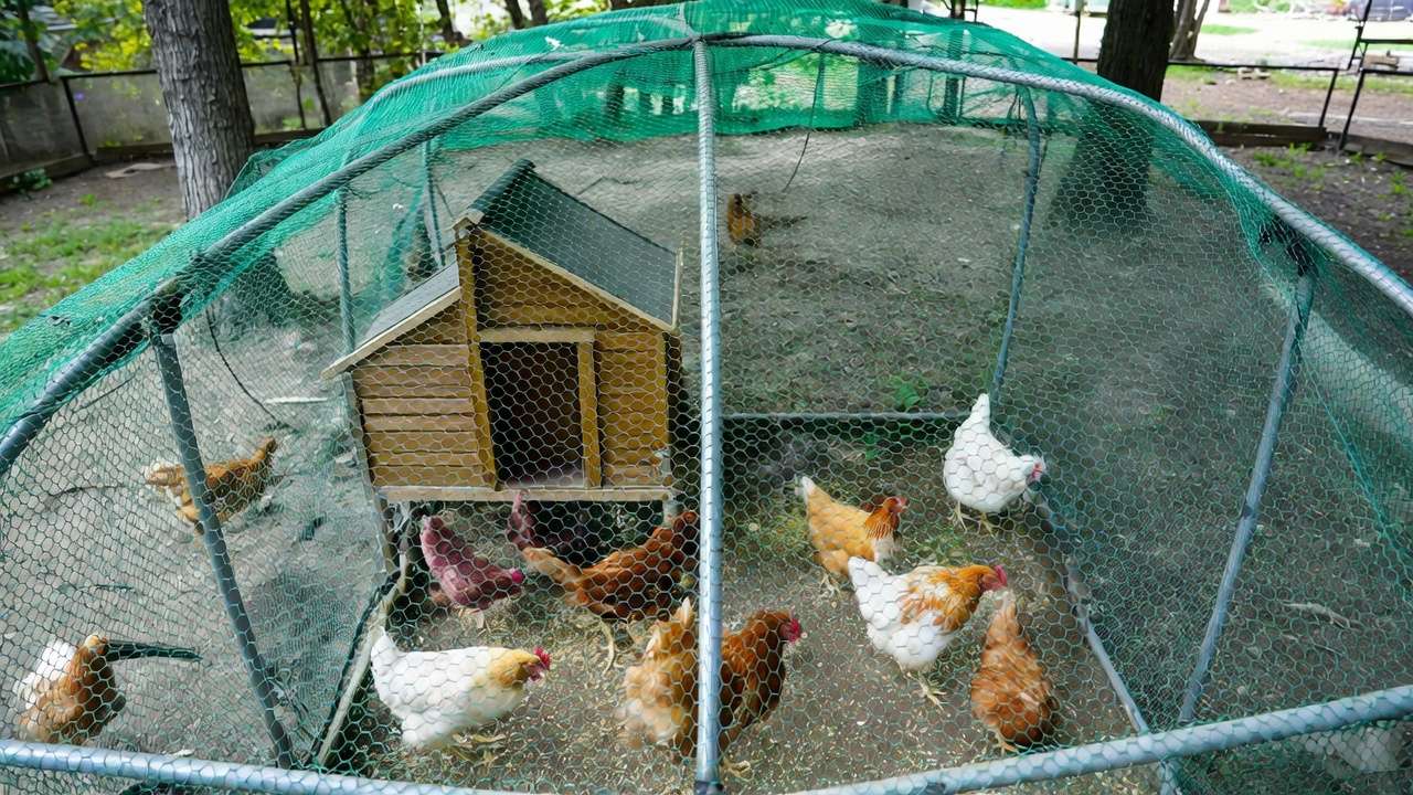 Secure backyard chicken coop with bird netting to protect from wild birds and avian influenza.