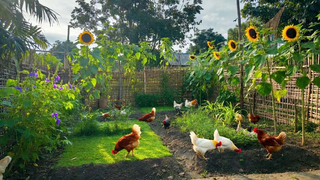 Backyard chickens foraging on sunflowers and legumes in a tropical crop rotation garden.