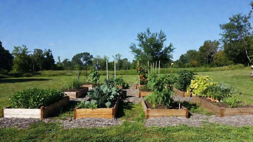Beginner homesteader planting in rotated garden beds achieving successful first-year crop rotation results