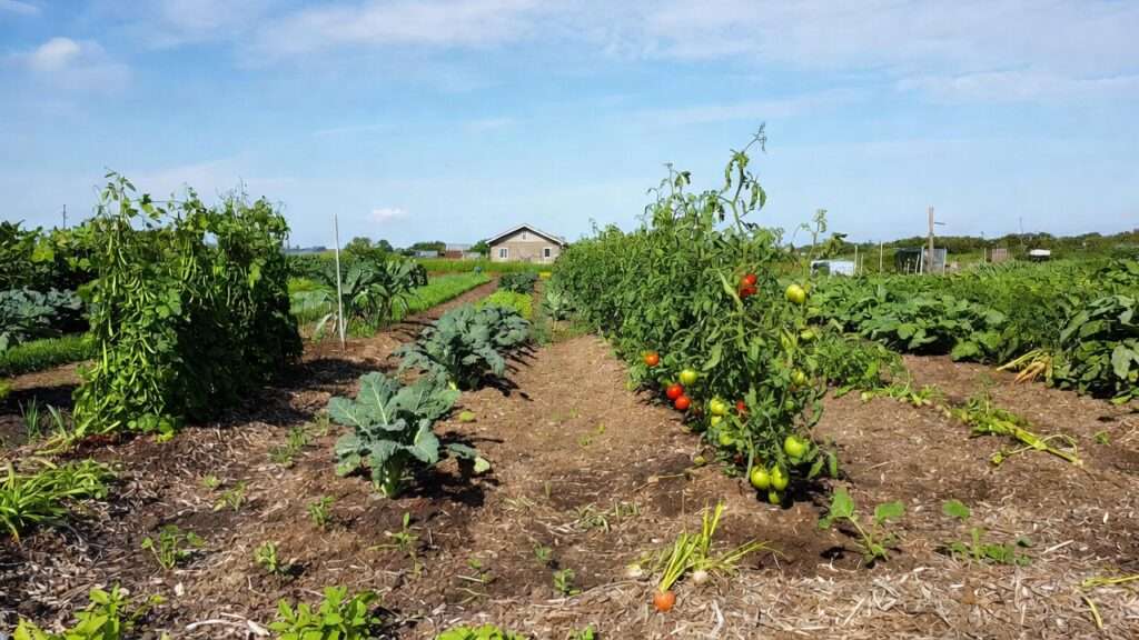 Divided homestead garden beds demonstrating 4-year crop rotation with legumes, brassicas, nightshades, and root crops for off-site management