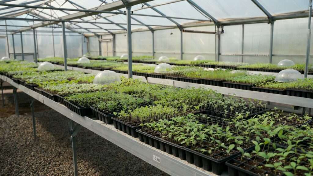 A spacious greenhouse interior in natural daylight, rows of metal benches holding dozens of black 1020 seed trays densely packed with hundreds of young green seedlings at various stages, some with humidity domes, gravel floor, sustainable permaculture setup with plants and natural light filtering through transparent panels, realistic photography style, highly detailed, vibrant greens and earthy tones, no text or labels anywhere, 16:9 aspect ratio --ar 16:9 --v 6 --q 2