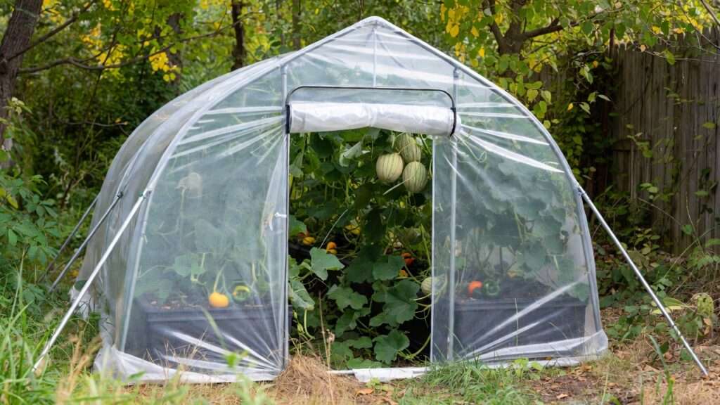 Realistic photograph of a small hoop house greenhouse in a cool climate garden during early autumn, transparent plastic covering, open door revealing lush green melon vines with ripening cantaloupes and bell peppers growing inside on raised beds, surrounded by outdoor foliage and fence, natural daylight, vibrant yet realistic colors, no text, highly detailed, 16:9 aspect ratio --ar 16:9 --stylize 250 --v 6