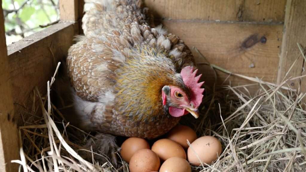 Broody bantam hen sitting on fake eggs in organic nest box