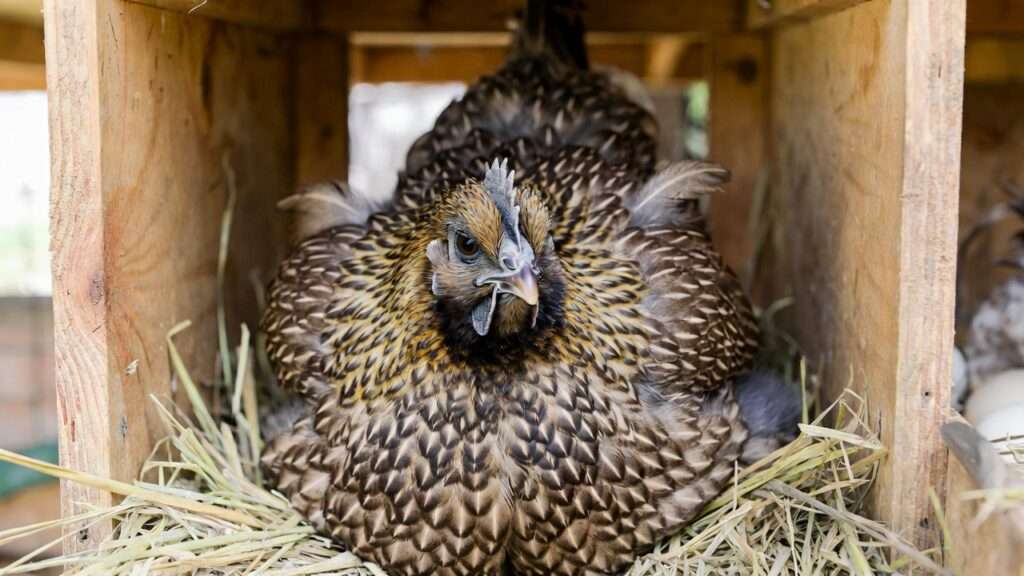 Broody hen puffed up and sitting stubbornly in nest box showing signs of broodiness in organic coop