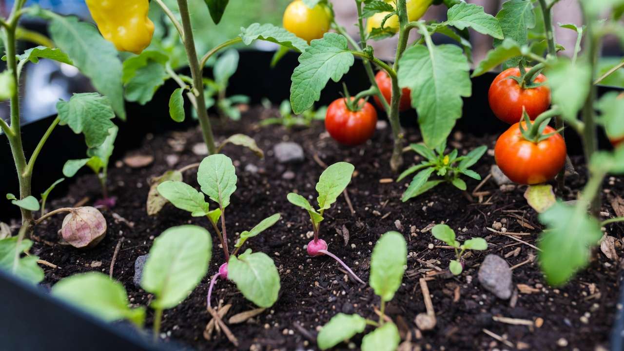Intensive succession and companion planting for maximum yield in small backyard garden