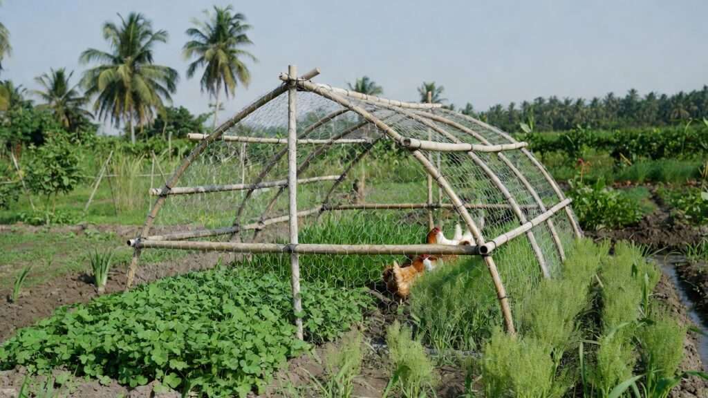 Chicken tractor in use for crop rotation in a backyard poultry garden.