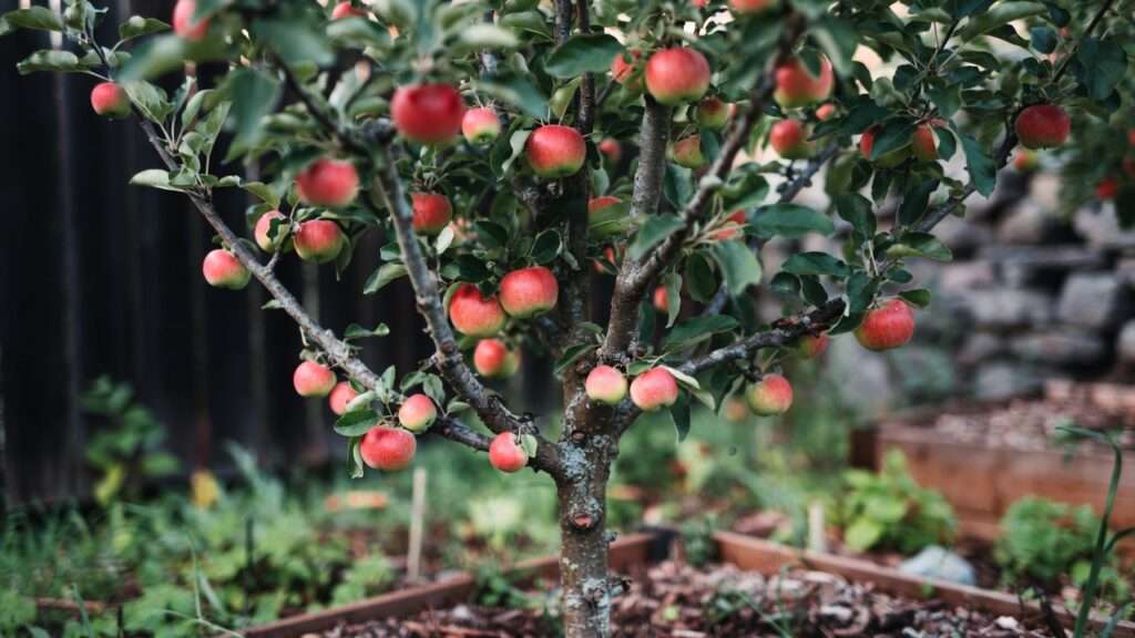 Disease-resistant dwarf apple tree with abundant fruit in a compact organic yard