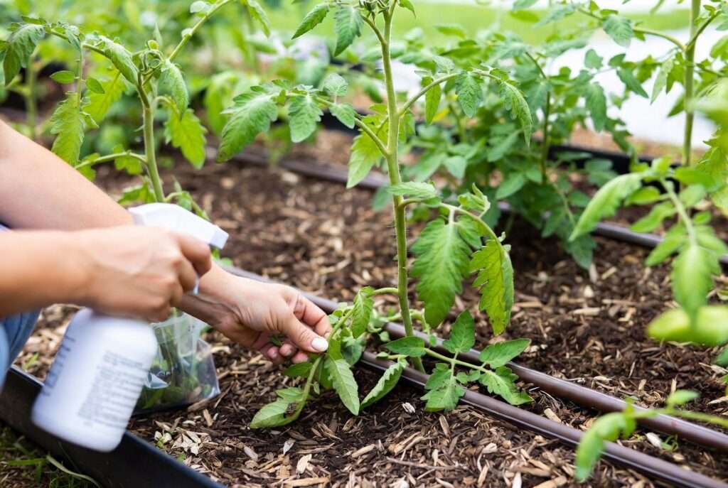 Treating vegetable plants diseases by pruning infected leaves and applying natural sprays in home garden