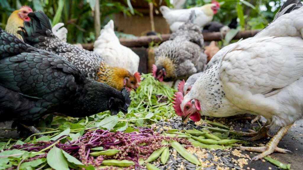 Chickens eating fresh home-grown fodder from crop rotation plants.