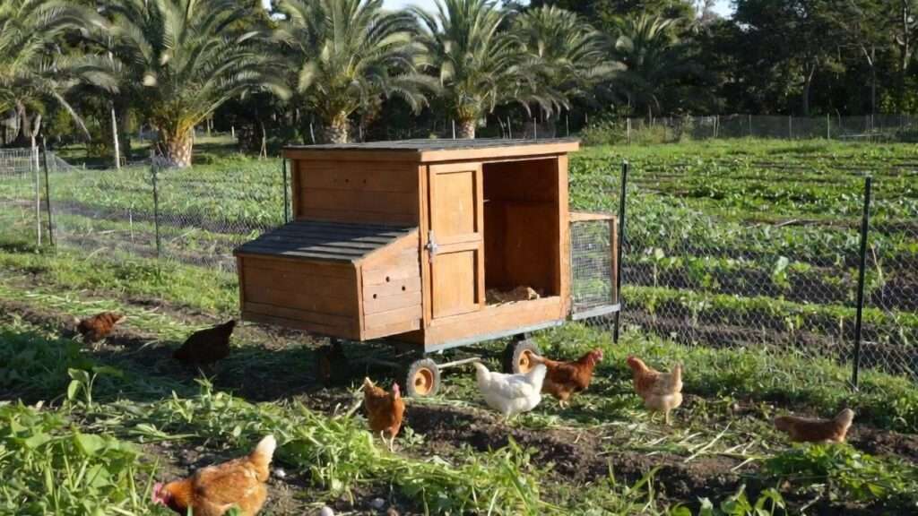 Mobile chicken tractor in crop rotation vegetable plot for natural pest control and soil fertilization