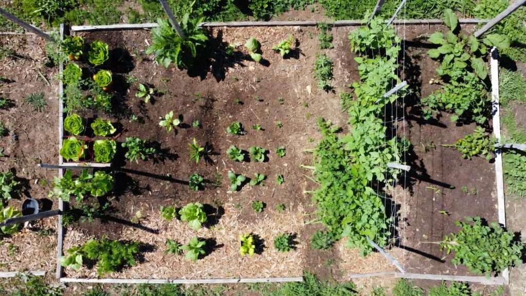 Homestead garden beds with diverse crop families grouped for effective rotation planning and pest prevention