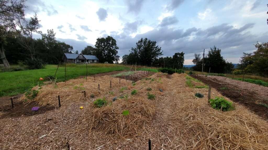 Heavily mulched garden beds preventing weeds in off-site homestead for low-maintenance crop rotation