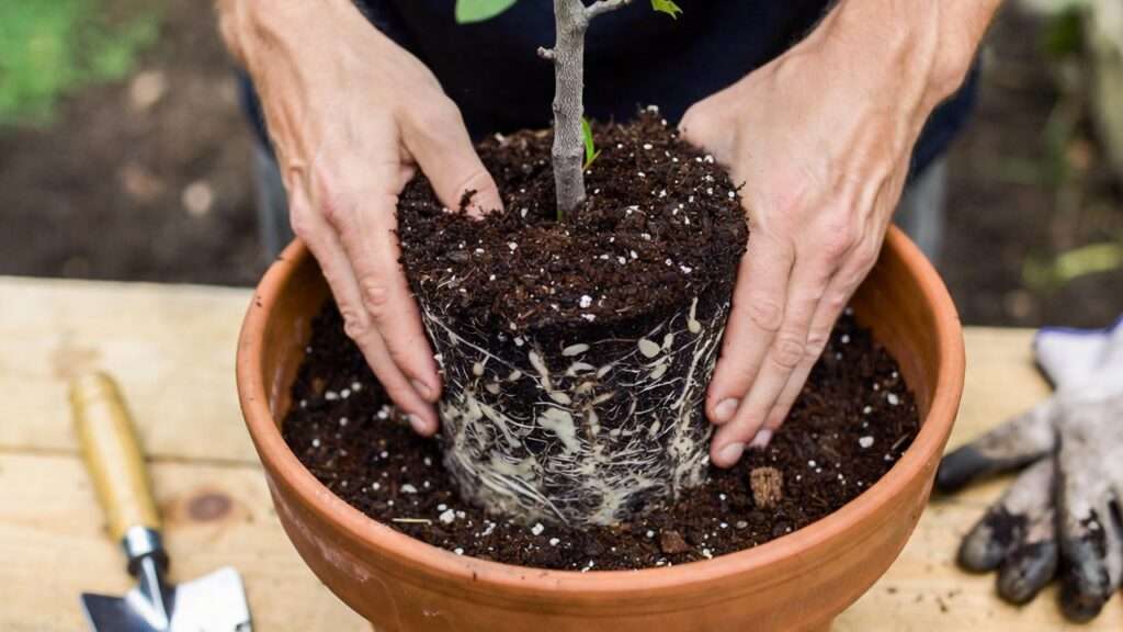 Repotting a young dwarf fruit tree into fresh organic soil in a large terracotta pot