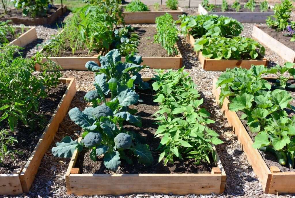 Crop rotation strategies in raised bed vegetable garden showing different plant families for disease prevention
