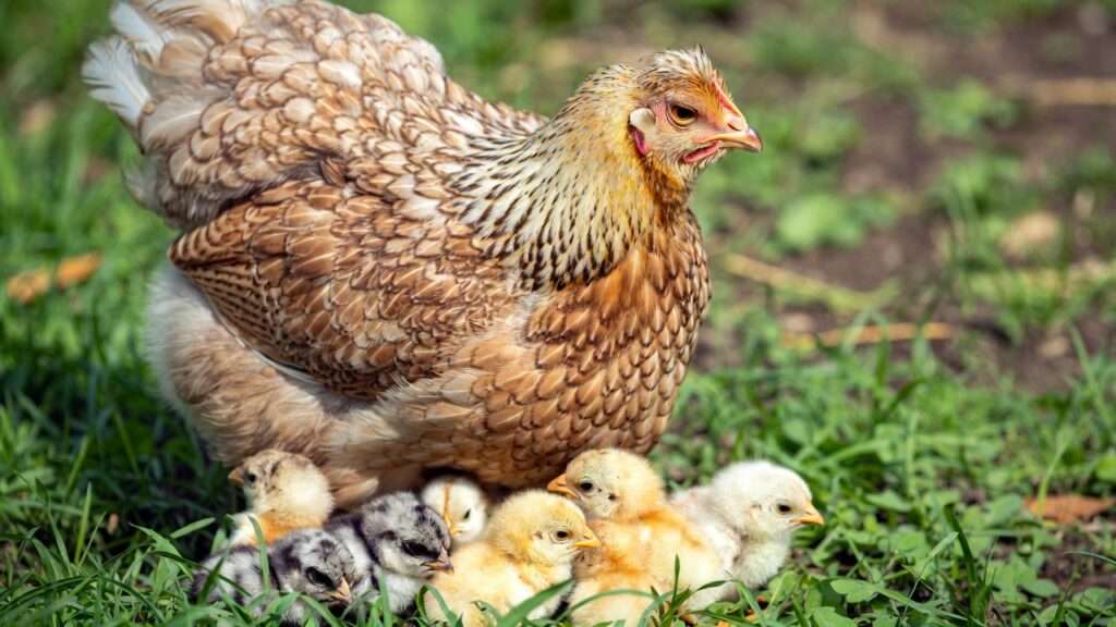 Broody bantam hen successfully hatching and protecting chicks naturally