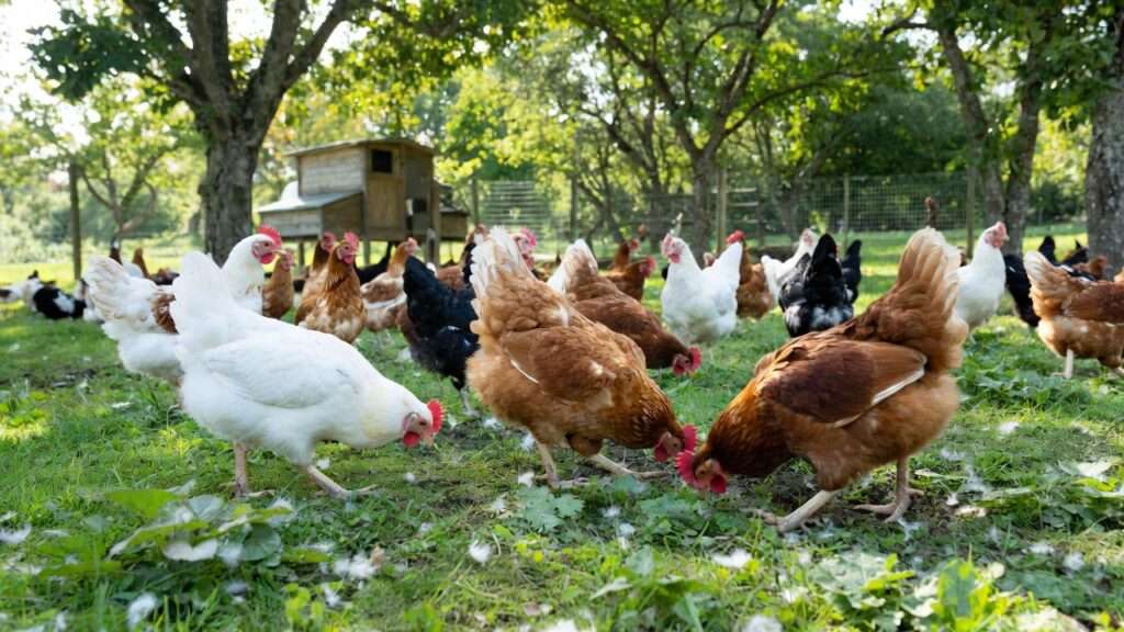 Healthy hens free-ranging and foraging after successfully breaking broodiness in organic flock