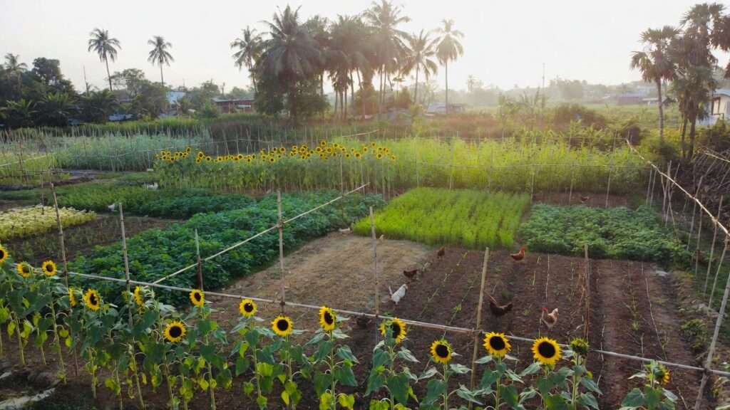 Divided garden plots demonstrating crop rotation with chickens foraging in tropical setting.
