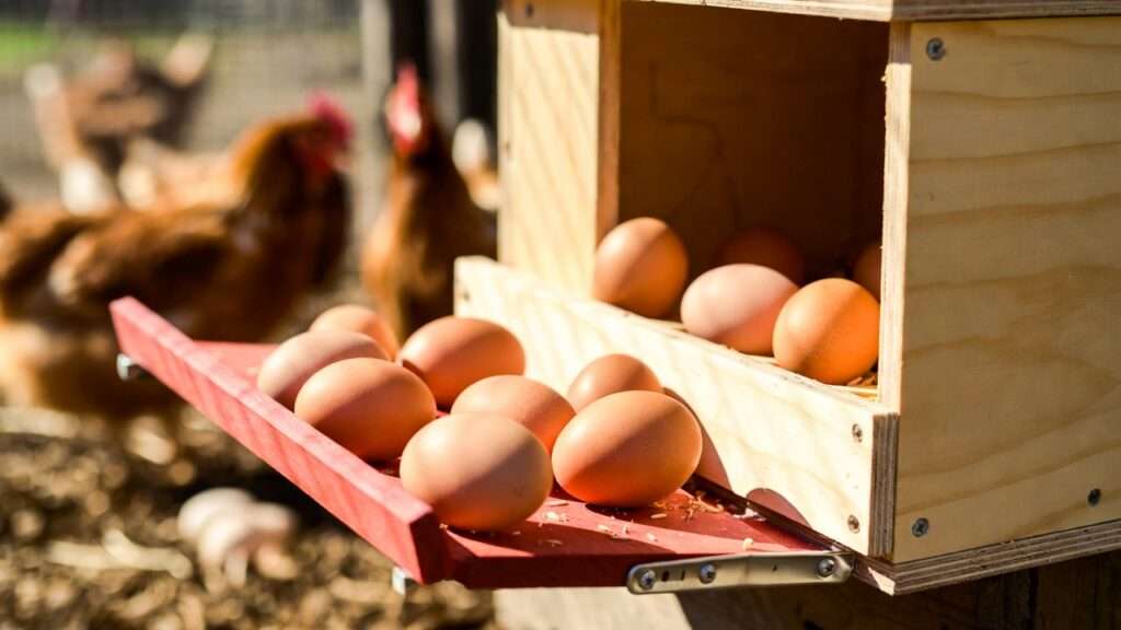 Roll-away nest box preventing broodiness by automatically collecting eggs in organic chicken coop