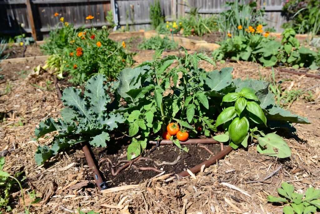 Healthy vegetable garden ecosystem with crop rotation, mulch, and companion planting for disease prevention