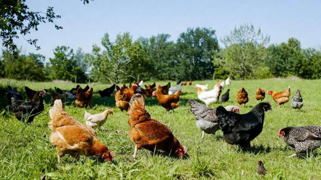 Healthy organic backyard chicken flock foraging to prevent broodiness issues