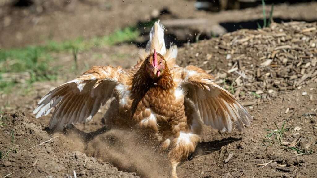 Hen dust bathing in dirt showing natural relaxed behavior after breaking stubborn broodiness