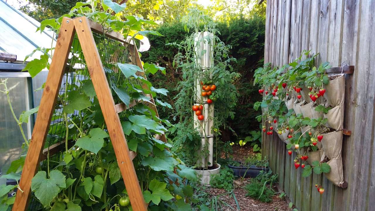 Vertical trellises and towers creating high-yield space-saving garden in tiny backyard