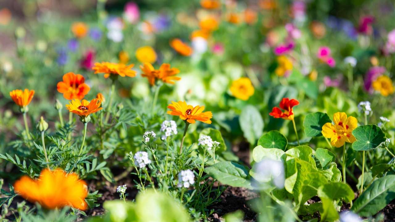 Companion Flowers Actually Affect Pests in Vegetable Beds