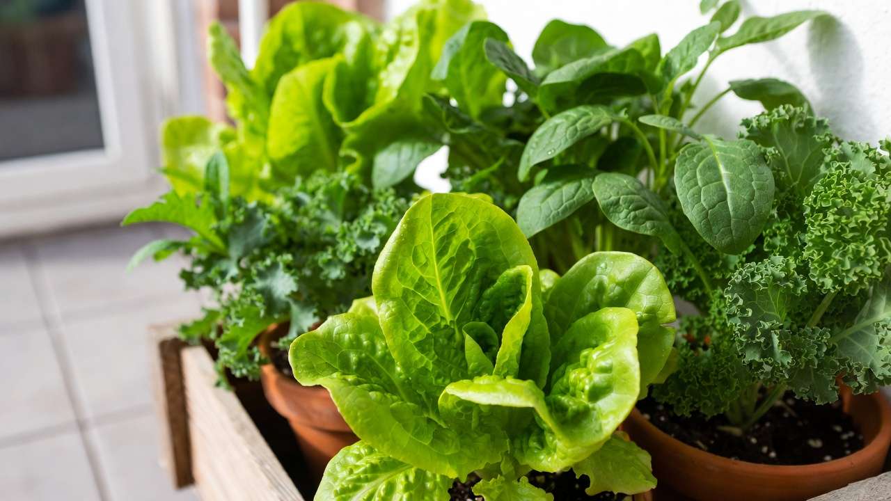 Fresh homegrown leafy greens like lettuce spinach and kale in small raised bed garden saving money on groceries