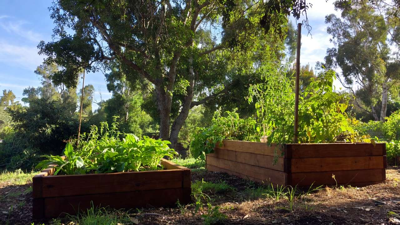 Raised Beds Near Trees