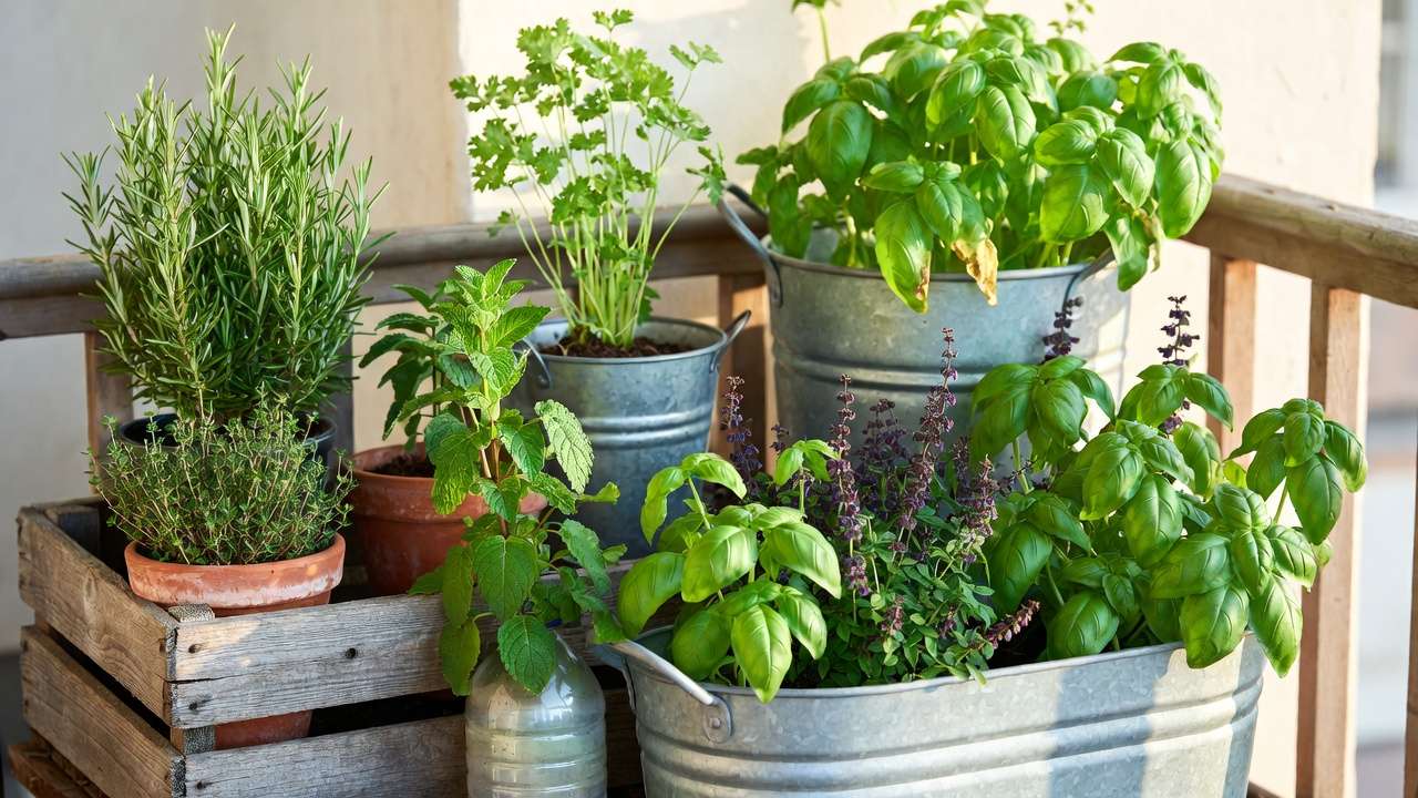 High-yield herb garden in small containers on balcony for big grocery bill savings