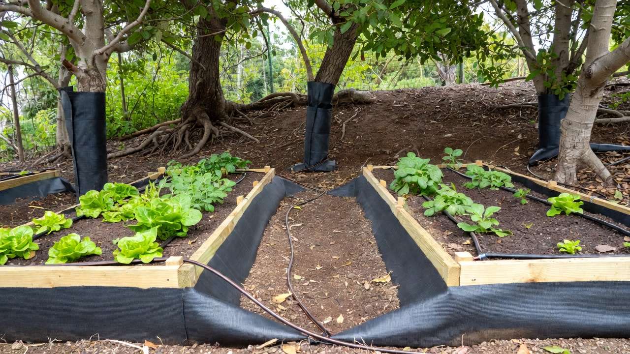 Raised Beds Near Trees
