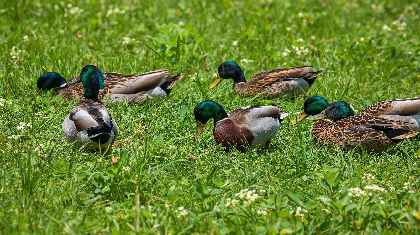 Ducks foraging on diverse clover-rich pasture for natural nutrition and pest control