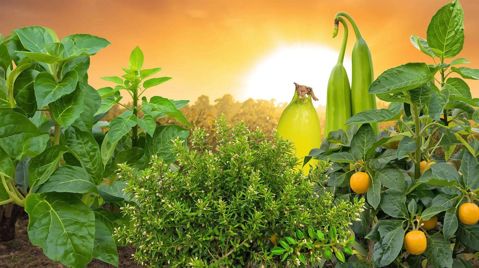 Choosing heat-tolerant crops
