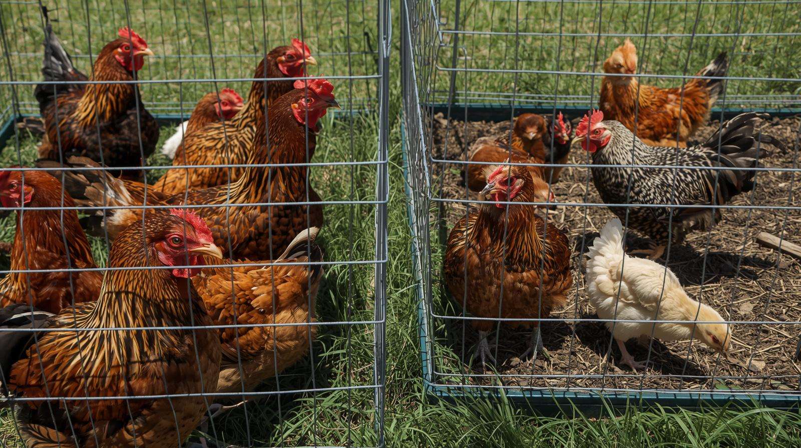 See-but-no-touch pens for introducing new chickens – integrating different breeds and ages safely