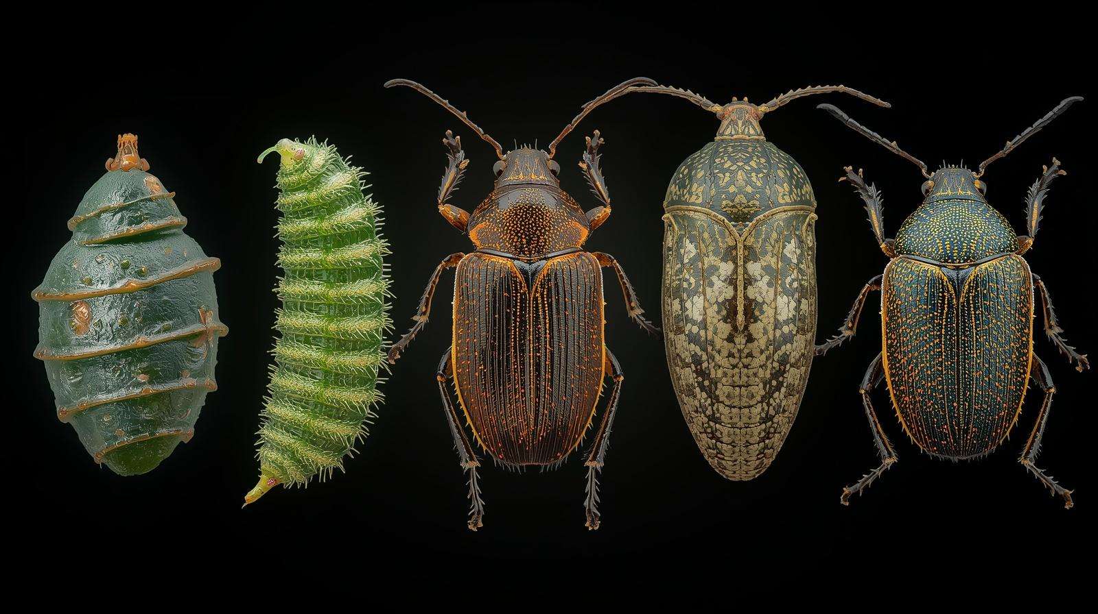 Best plan for controlling Japanese beetles